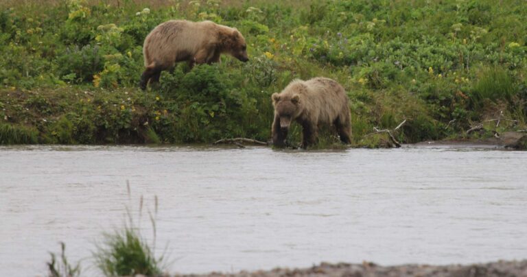 Russell Creek, Izembek National Wildlife Refuge