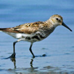 Calidris alpina, Dunlin, moulting into breeding plumage Analogue picture, Leica R-E & Leitz/Telyt 560mm.