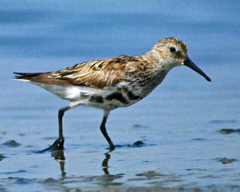 Calidris alpina, Dunlin, moulting into breeding plumage Analogue picture, Leica R-E & Leitz/Telyt 560mm.