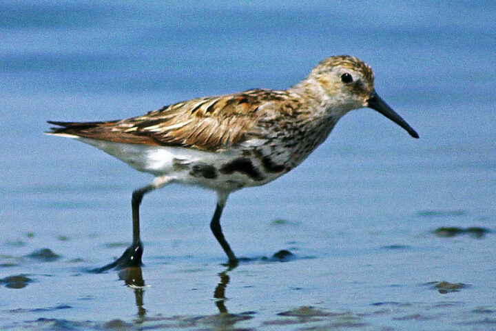 Calidris alpina, Dunlin, moulting into breeding plumage Analogue picture, Leica R-E & Leitz/Telyt 560mm.