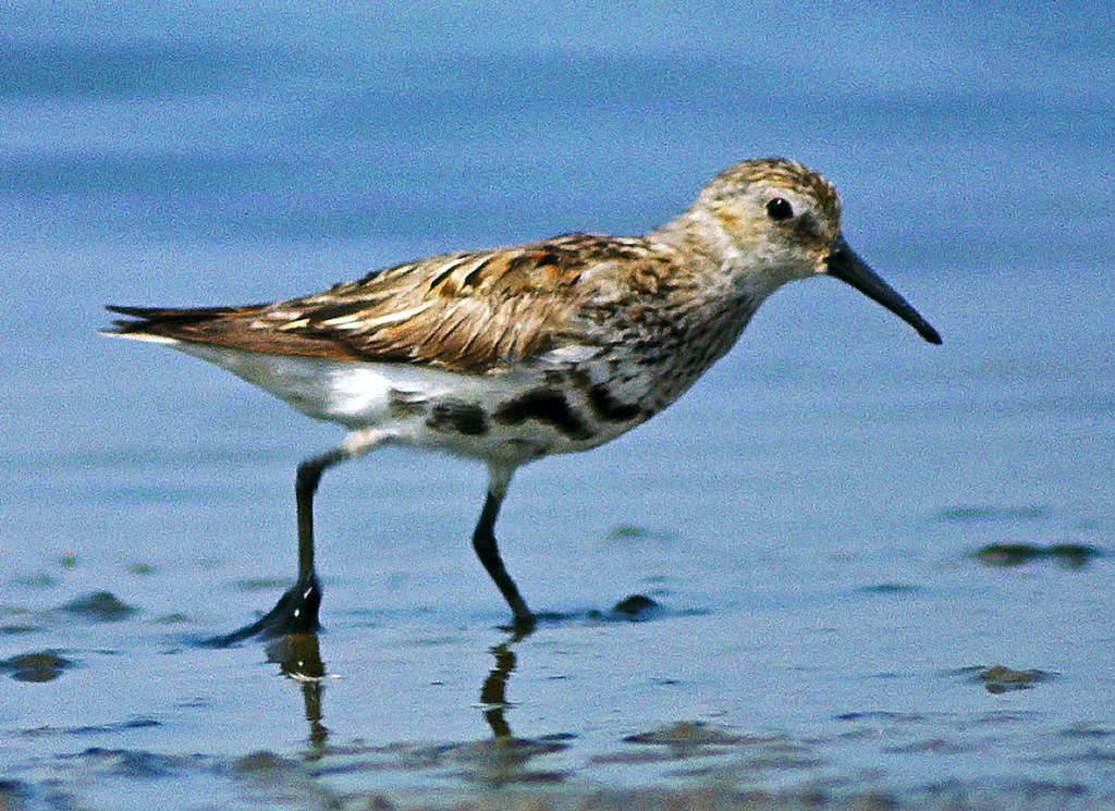 Calidris alpina, Dunlin, moulting into breeding plumage Analogue picture, Leica R-E & Leitz/Telyt 560mm.