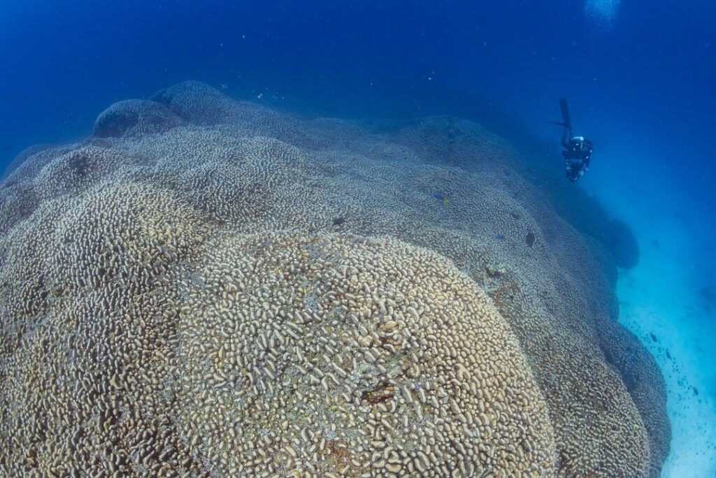 World’s Largest Coral