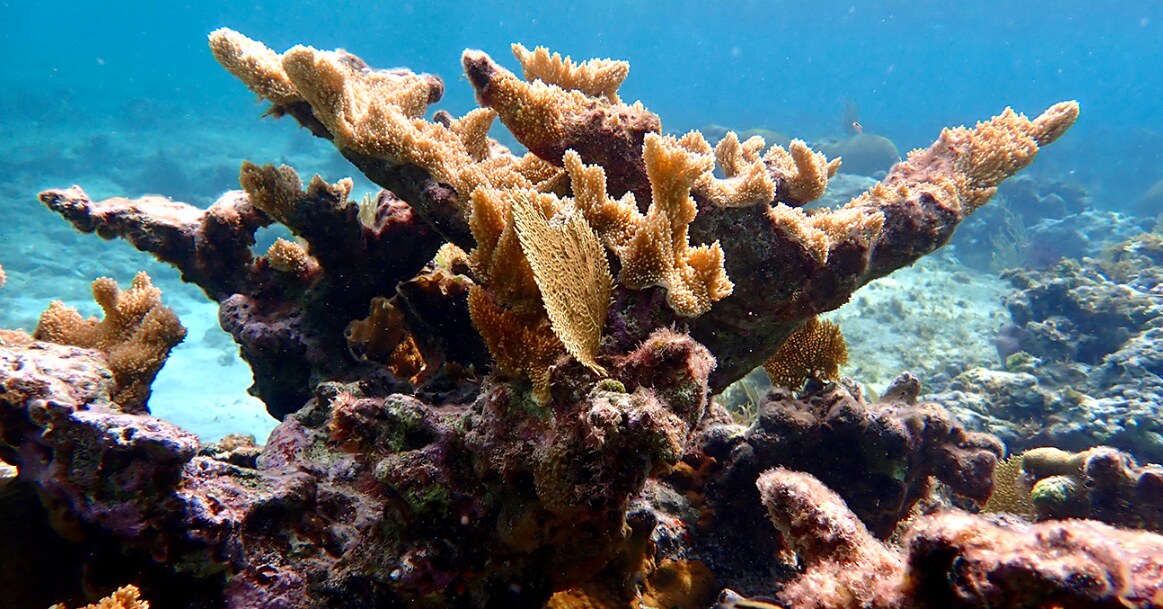 Elkhorn Coral.