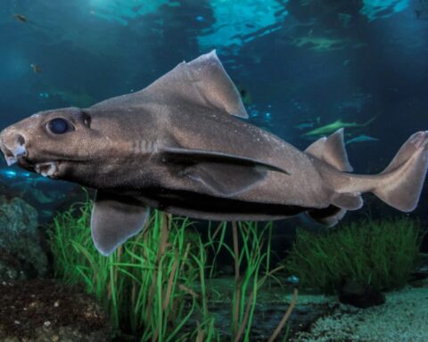 Ghost Shark with Rare Leucism