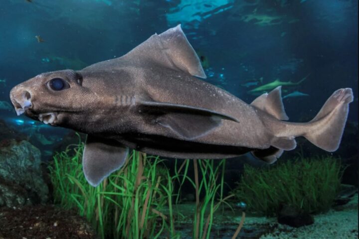 Ghost Shark with Rare Leucism