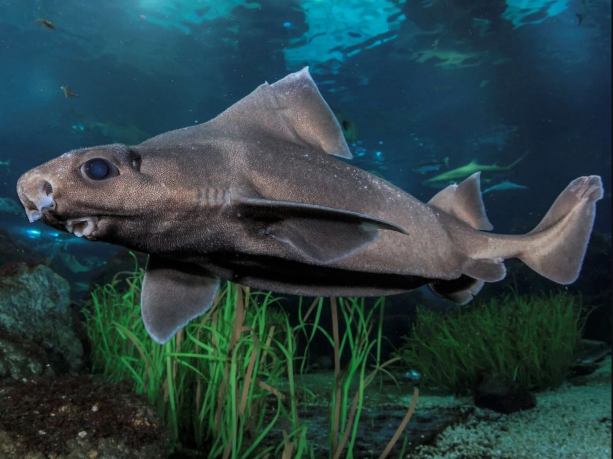 Ghost Shark with Rare Leucism