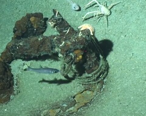 Footage of Ghost Gear, caused by the industrial fishing industry found on the Emperor Seamounts in the Pacific Ocean.