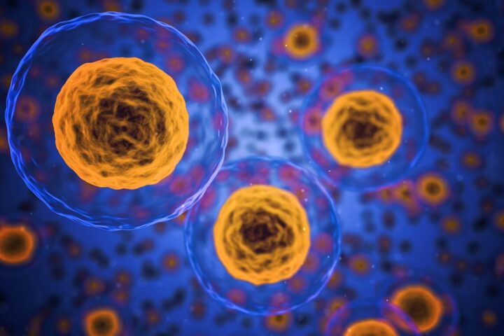 Representative Image. Human Cell. Photo Source: qimono (pixabay.com)