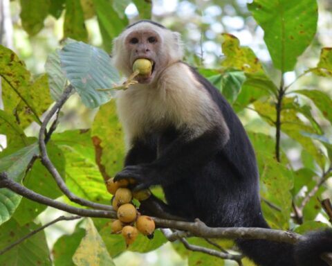 A capuchin monkey eating fruits. Credit Julia Casorso