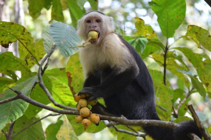 A capuchin monkey eating fruits. Credit Julia Casorso