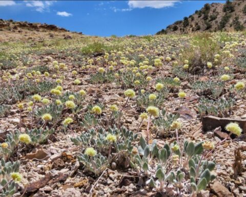 Tiehm's buckwheat.