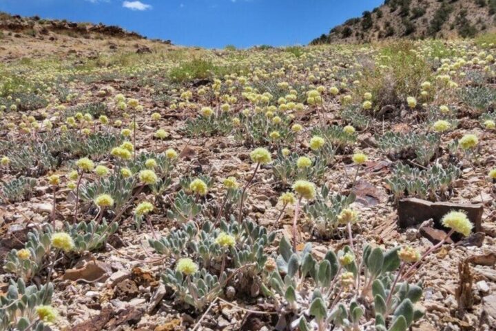 Tiehm's buckwheat.