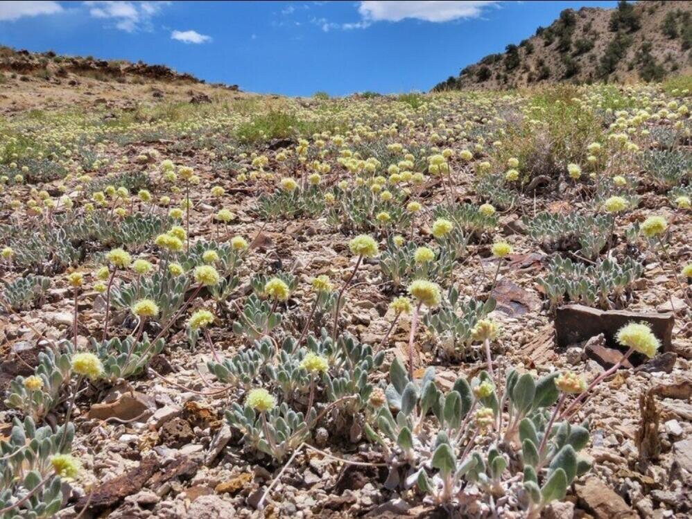 Tiehm's buckwheat.