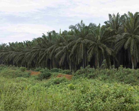 Oil Palm Plantations.