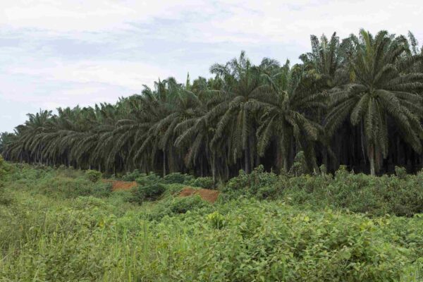 Oil Palm Plantations.