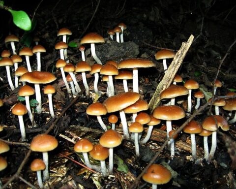 Psilocybe “cyanofriscosa”