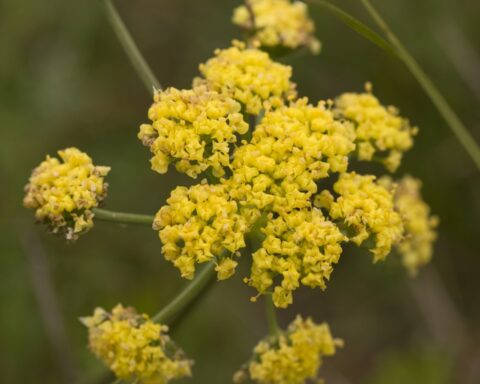 Photo of Bradshaw's lomatium, Bradshaw's desert parsley (Lomatium bradshawii)