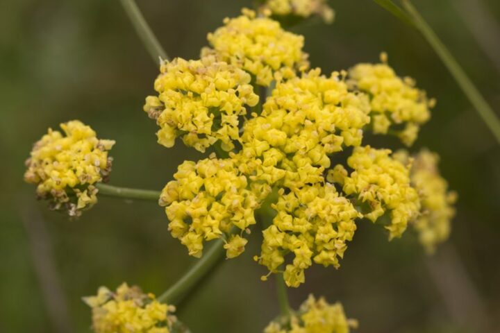 Photo of Bradshaw's lomatium, Bradshaw's desert parsley (Lomatium bradshawii)