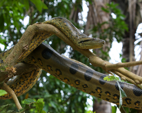 Green Anaconda.