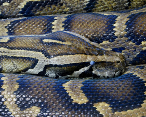 Burmese Python