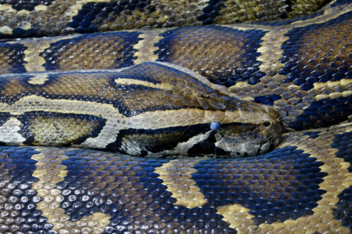 Burmese Python