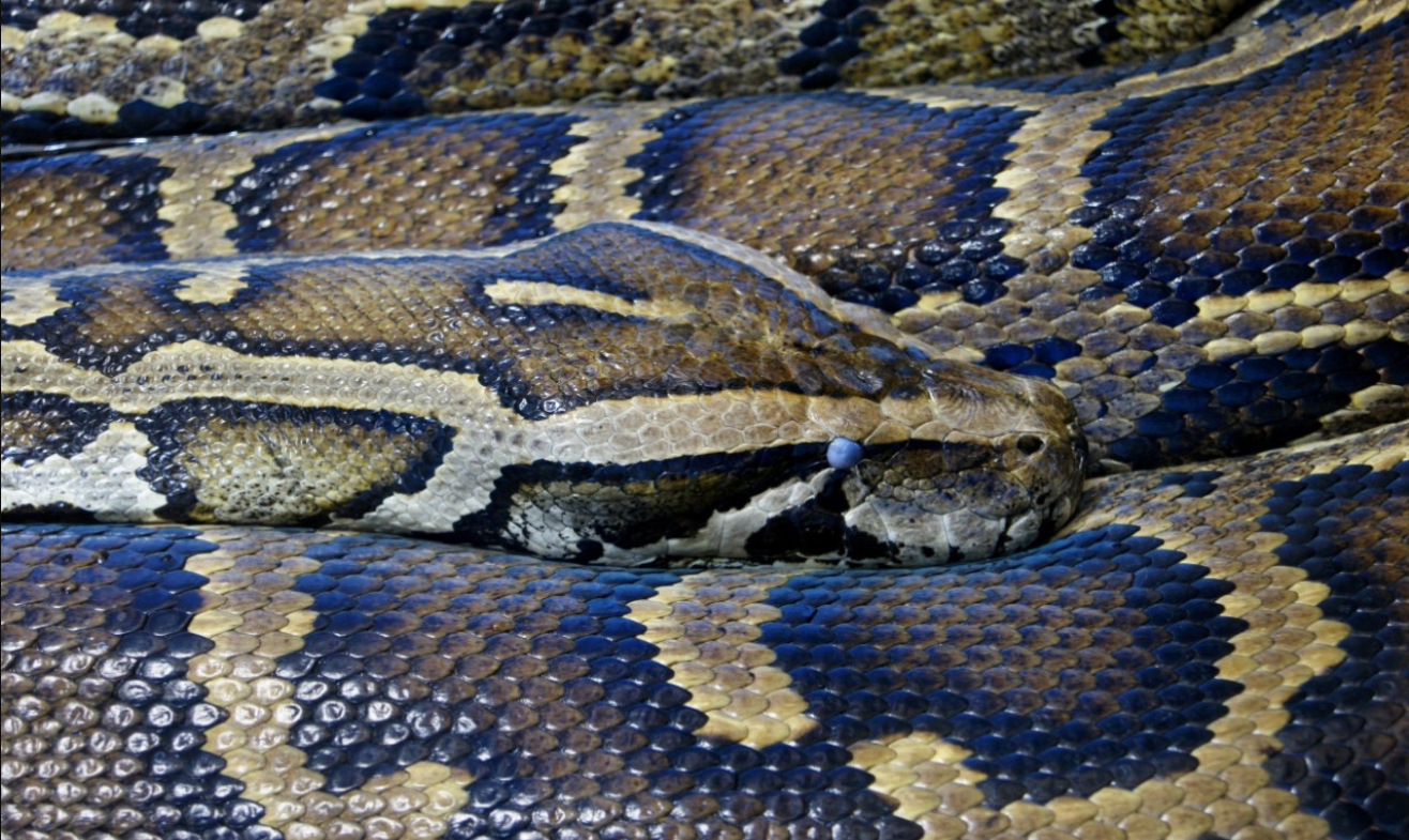 Burmese Python