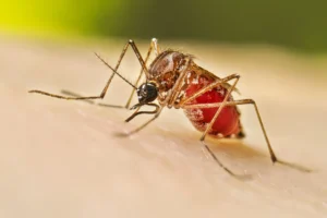 Representative Image. Mosquito.