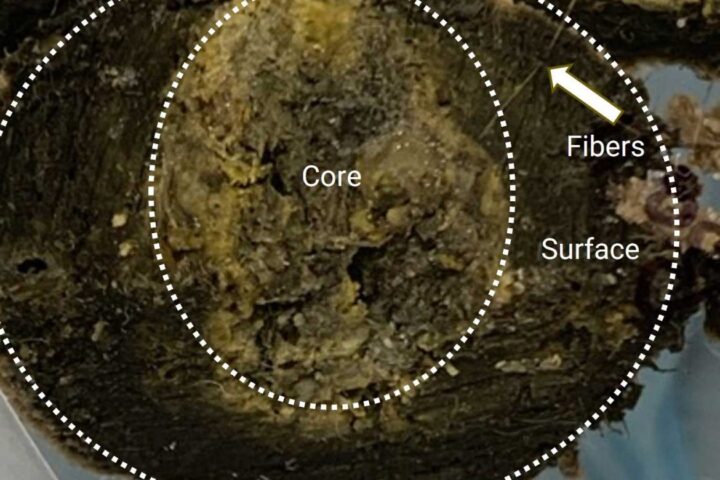 The efforts of the research teams involved in the analysis revealed that the material was composed of a complex mixture of fats, oils, calcium and other metals.