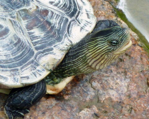 Chinese Striped-necked Turtle.