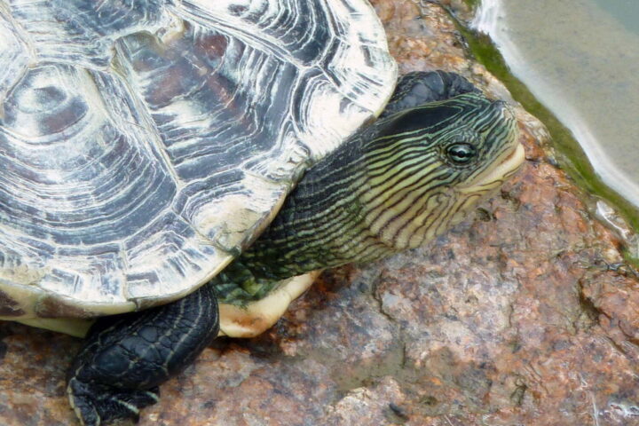 Chinese Striped-necked Turtle.