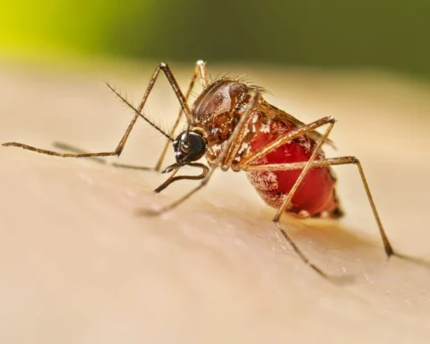 Representative Image. Mosquito.