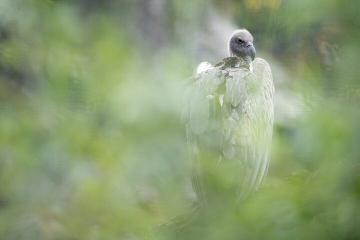 A Vulture.