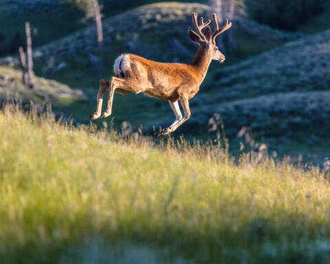 White-tailed Deer.