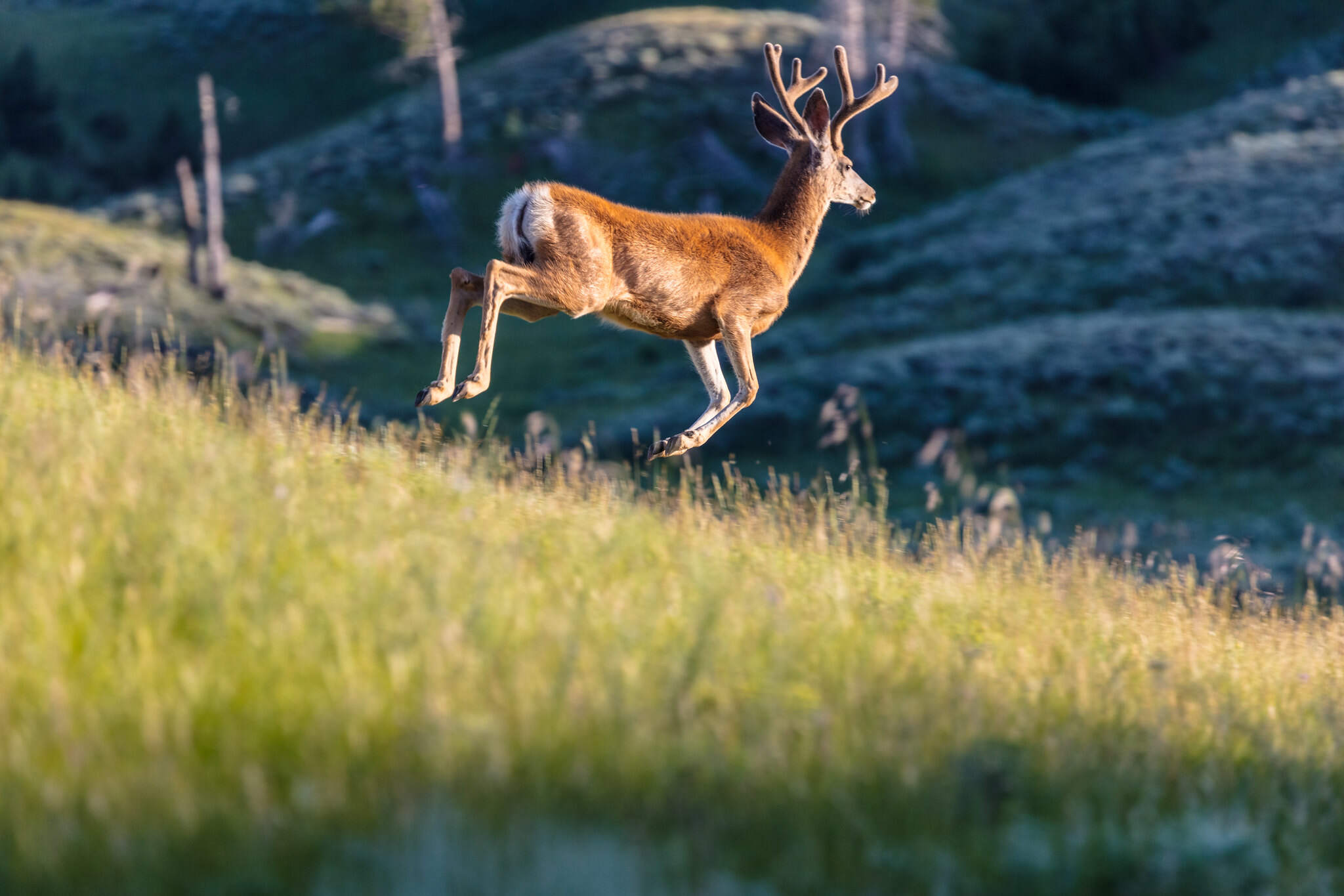 White-tailed Deer.