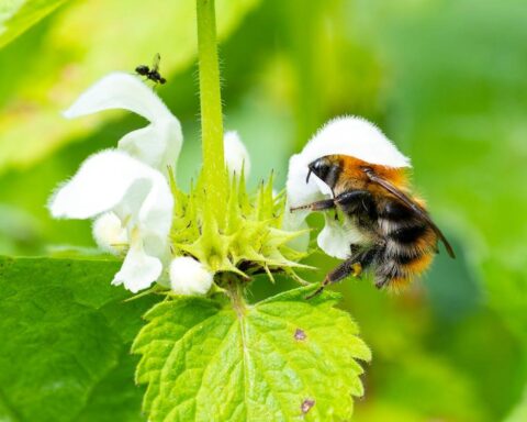 Bee Pollination