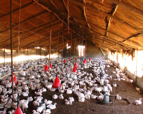 Chickens in the farm.