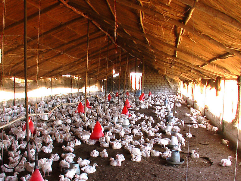 Chickens in the farm.