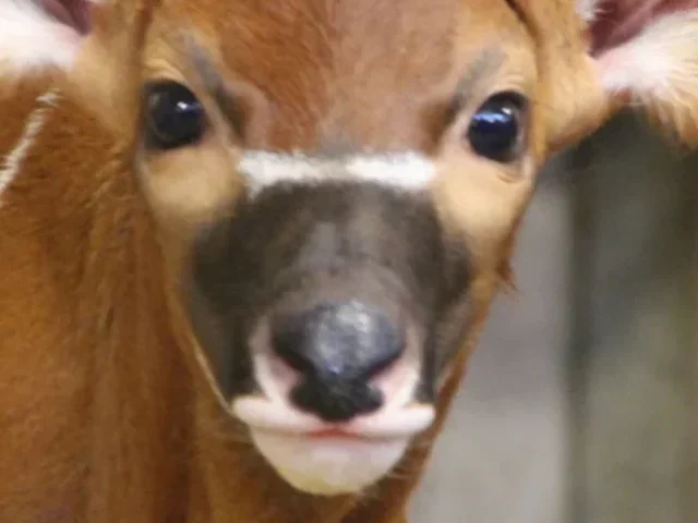 Antelope Calf.