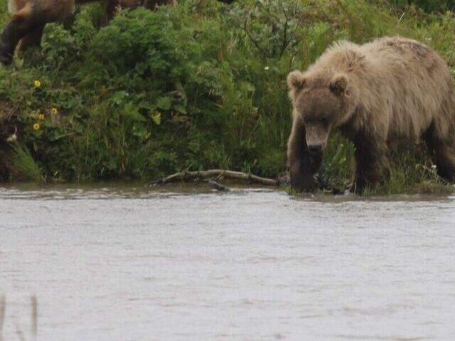 Russell Creek, Izembek National Wildlife Refuge