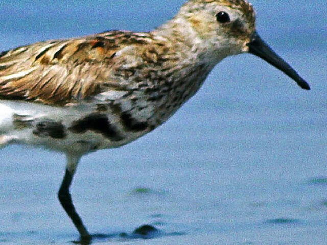 Calidris alpina, Dunlin, moulting into breeding plumage Analogue picture, Leica R-E & Leitz/Telyt 560mm.