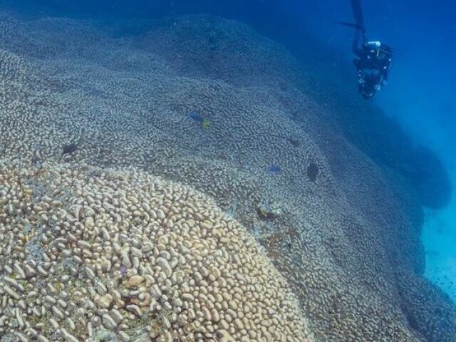 World’s Largest Coral