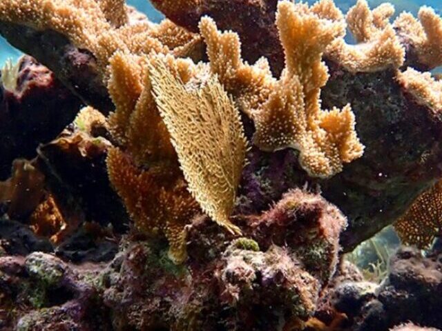 Elkhorn Coral.