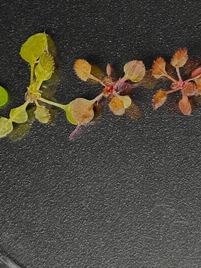 DNA Delivery Redesign Doubles Plant Transformations and Boosts Fungal Edits by 400%