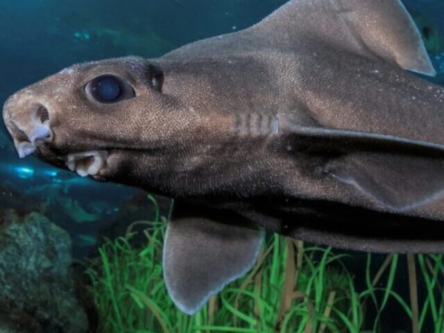 Ghost Shark with Rare Leucism