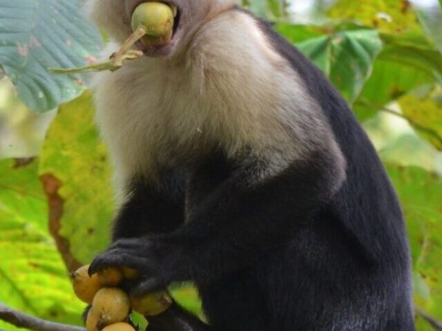 A capuchin monkey eating fruits. Credit Julia Casorso