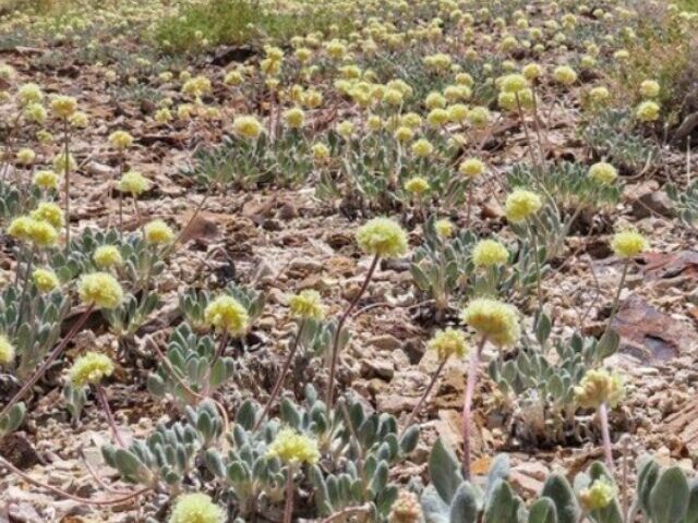 Tiehm's buckwheat.