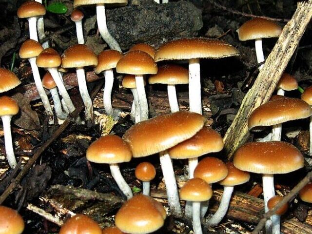 Psilocybe “cyanofriscosa”