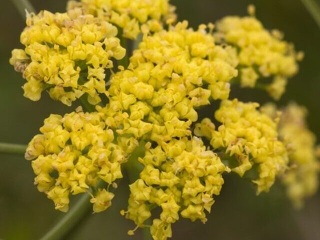 Photo of Bradshaw's lomatium, Bradshaw's desert parsley (Lomatium bradshawii)