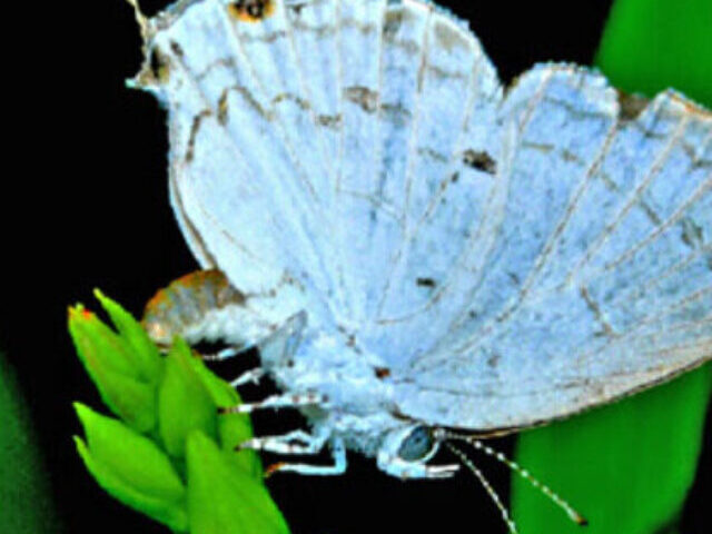 Rare Nilgiri Tit Butterfly Found Using Orchid as Host Plant—How This Orchid Could Help Save Endangered Species (1)