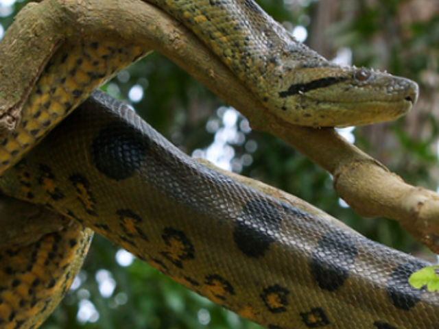 Green Anaconda.